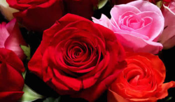 rosas para ti
