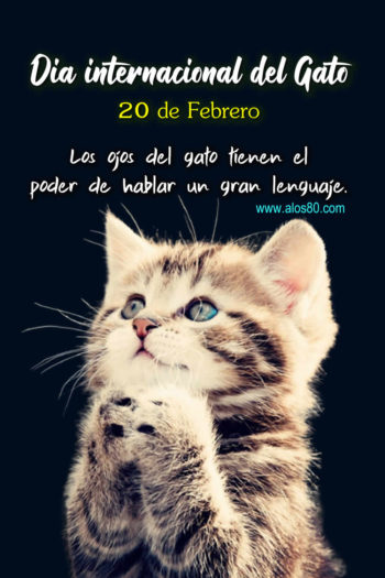 dia internacional del gato